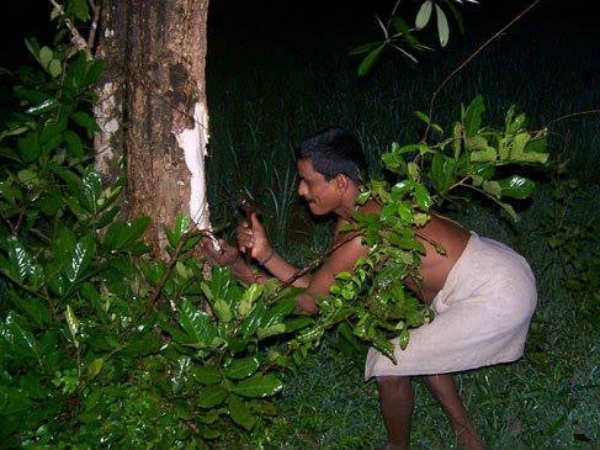 A man crouches at the base of a tree at night to collect strips of medicinal Aati bark for the Kashaya