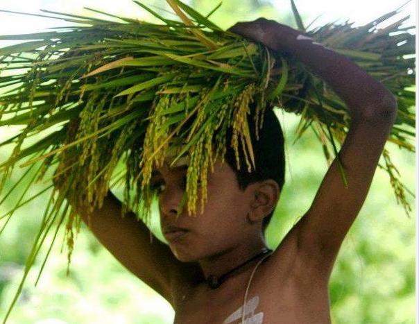 Golden paddy ears tied and decorated for the Kadiru Kattuvudu ritual of the Hosthu harvest festival