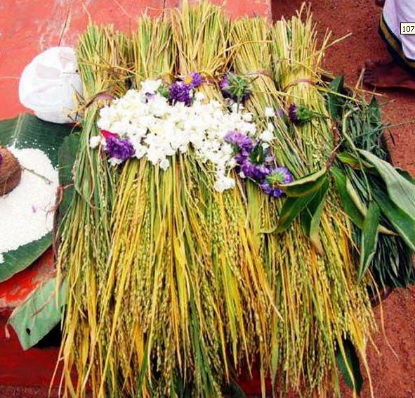 A large sheaf of freshly harvested golden paddy ears, decorated with white and purple flowers and laid on banana leaf beside rice and a coconut for the Hosthu harvest ritual