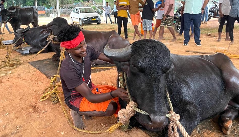 A young jockey crouches beside a resting racing buffalo, holding its horn affectionately before the event