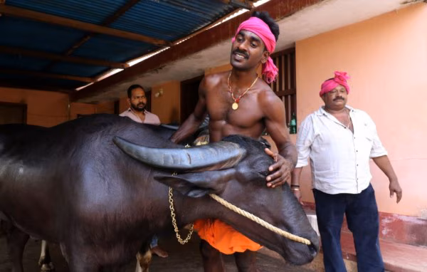 Two men tend to a powerful racing buffalo in a yard, preparing it for the Kambala