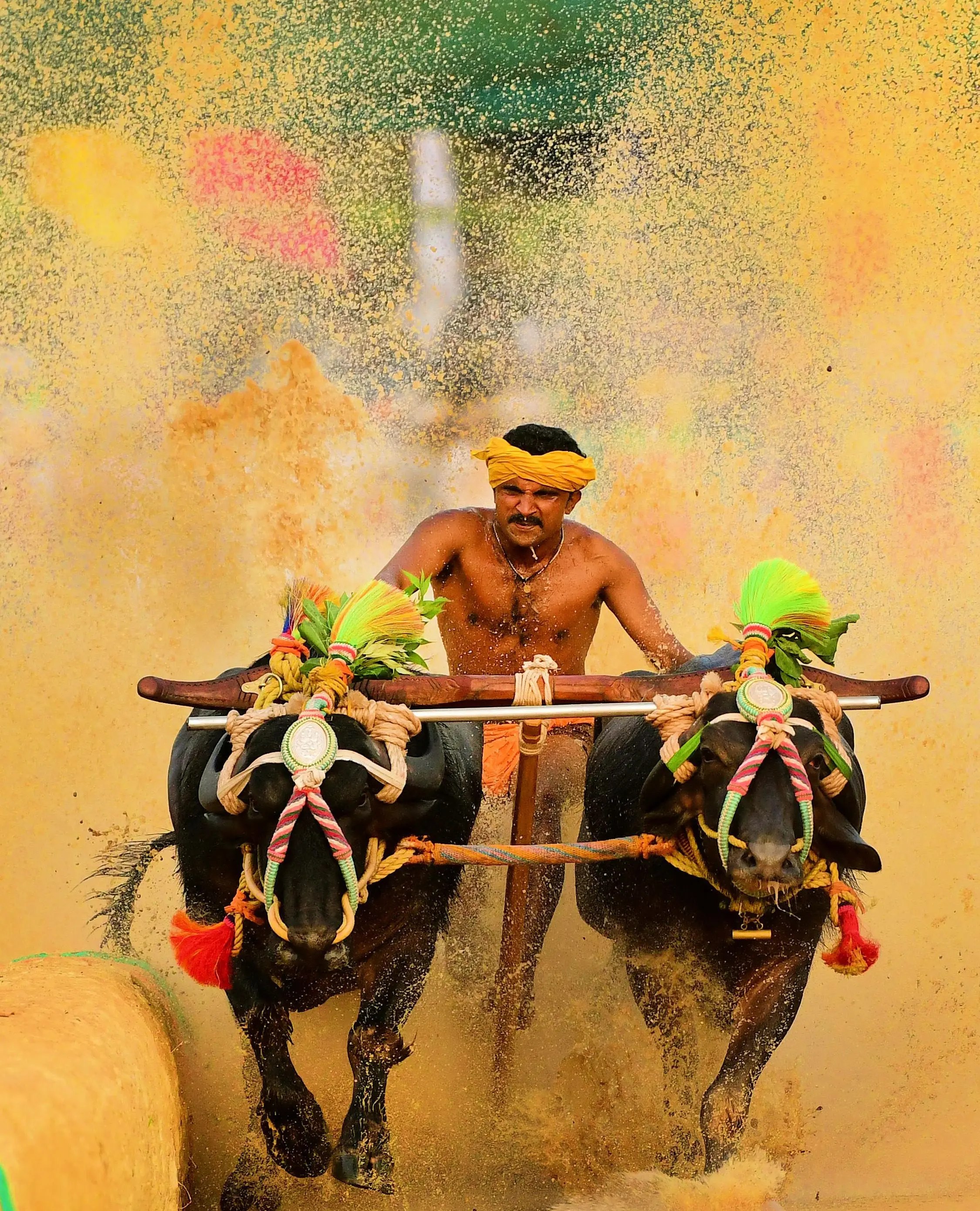 A jockey driving two decorated buffaloes head-on through a flooded track, throwing up a golden fan of spray