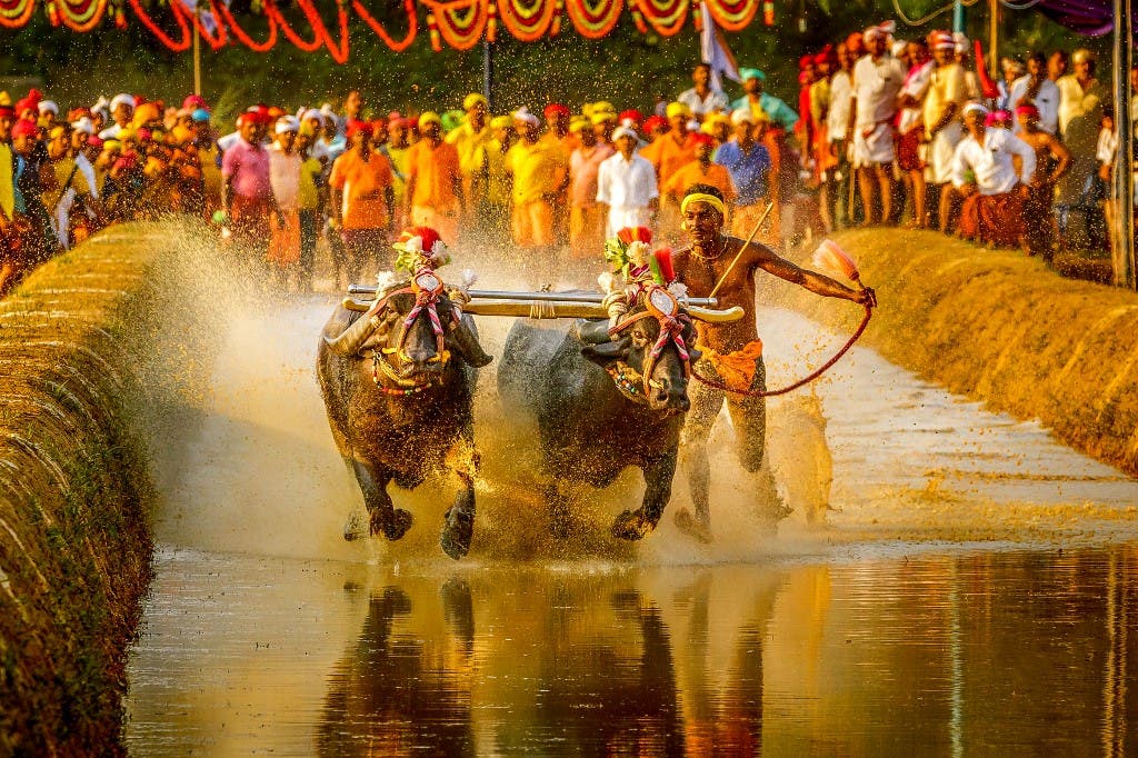 A pair of buffaloes races through the flooded track in golden evening light as a crowd of villagers runs alongside