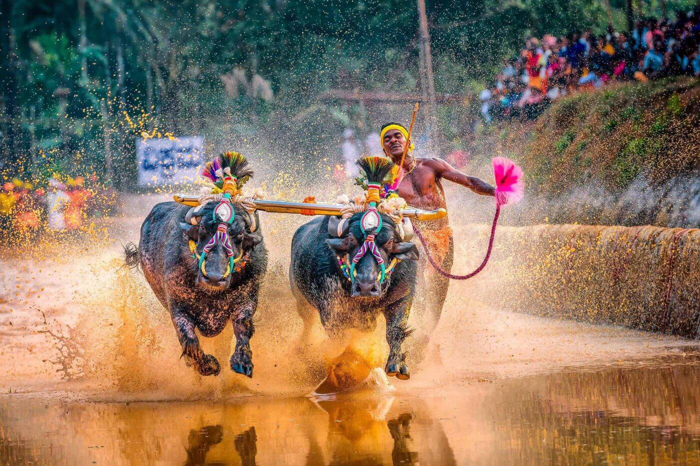 A jockey runs behind a pair of decorated buffaloes racing through a water-filled paddy track, throwing up a wall of spray at a Kambala in coastal Karnataka