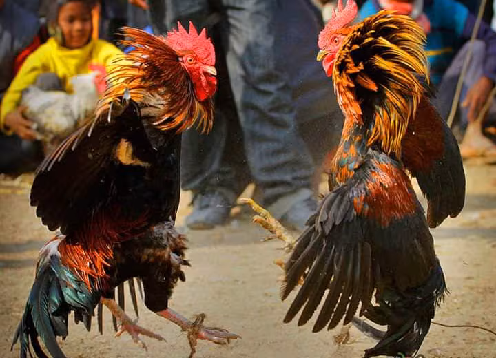 Two roosters face off on a village ground as onlookers, including a child, watch closely