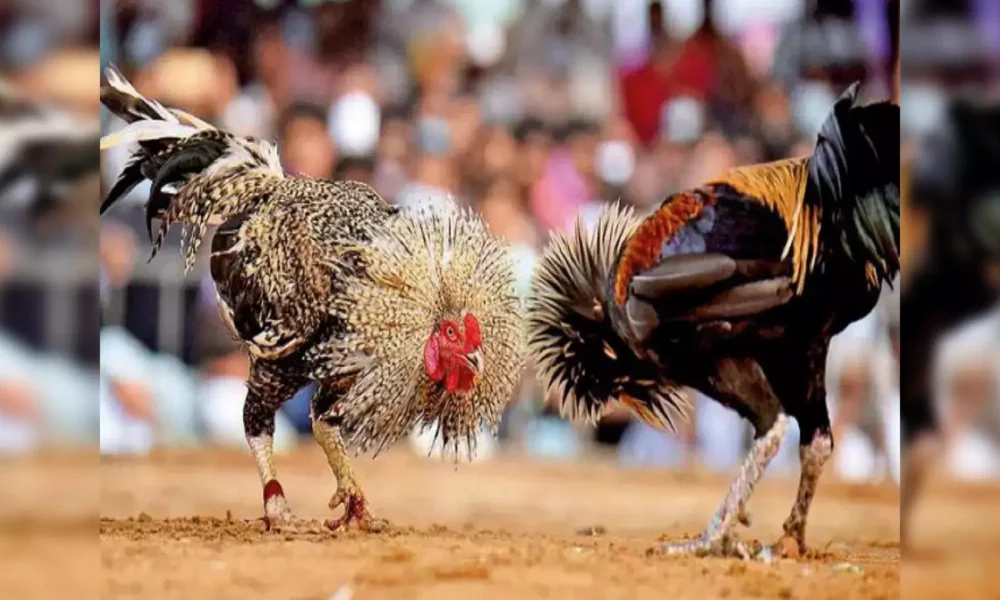 Two game roosters face one another with raised hackles before a blurred crowd at a village contest