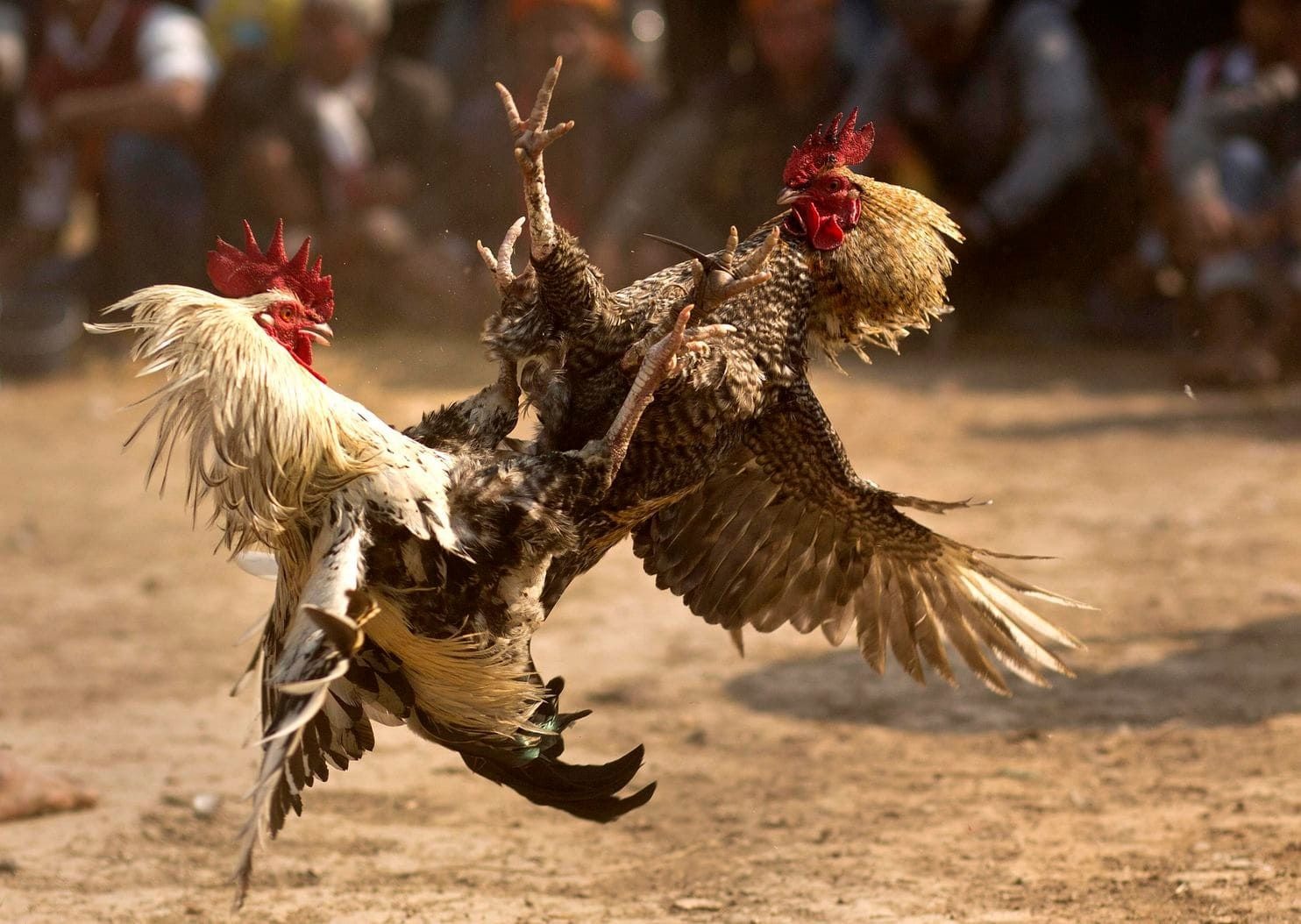 Two roosters leap into the air mid-contest on a dusty village ground, watched by a seated crowd, at a Koli Pade in coastal Karnataka