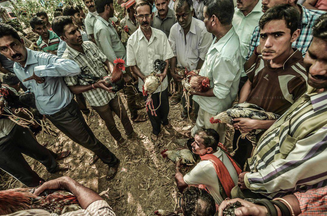 A dense crowd of villagers gathers in a field, many holding their roosters, at a Koli Pade event