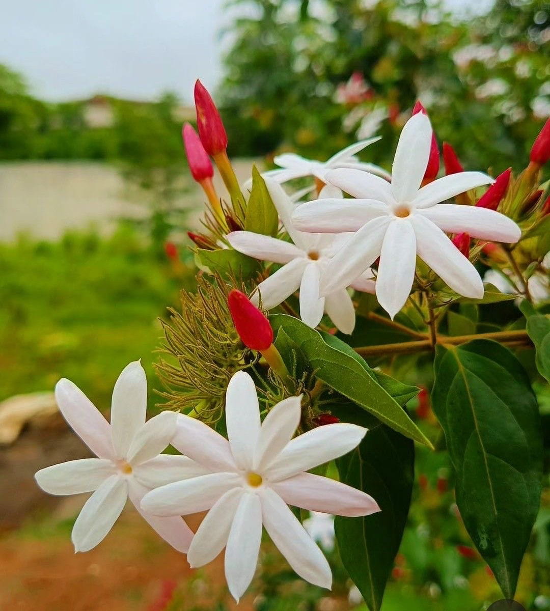 Jasmine bloom