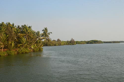 The calm Varahi Halady river fringed with palms and mangroves