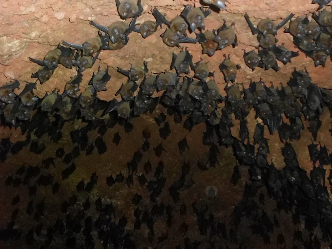 A dense colony of bats clinging to the ochre rock ceiling inside the Suparshwa Cave
