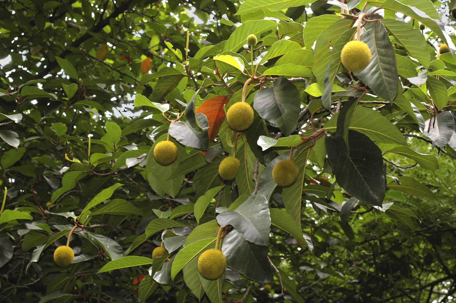 Wild jack (Artocarpus hirsutus)