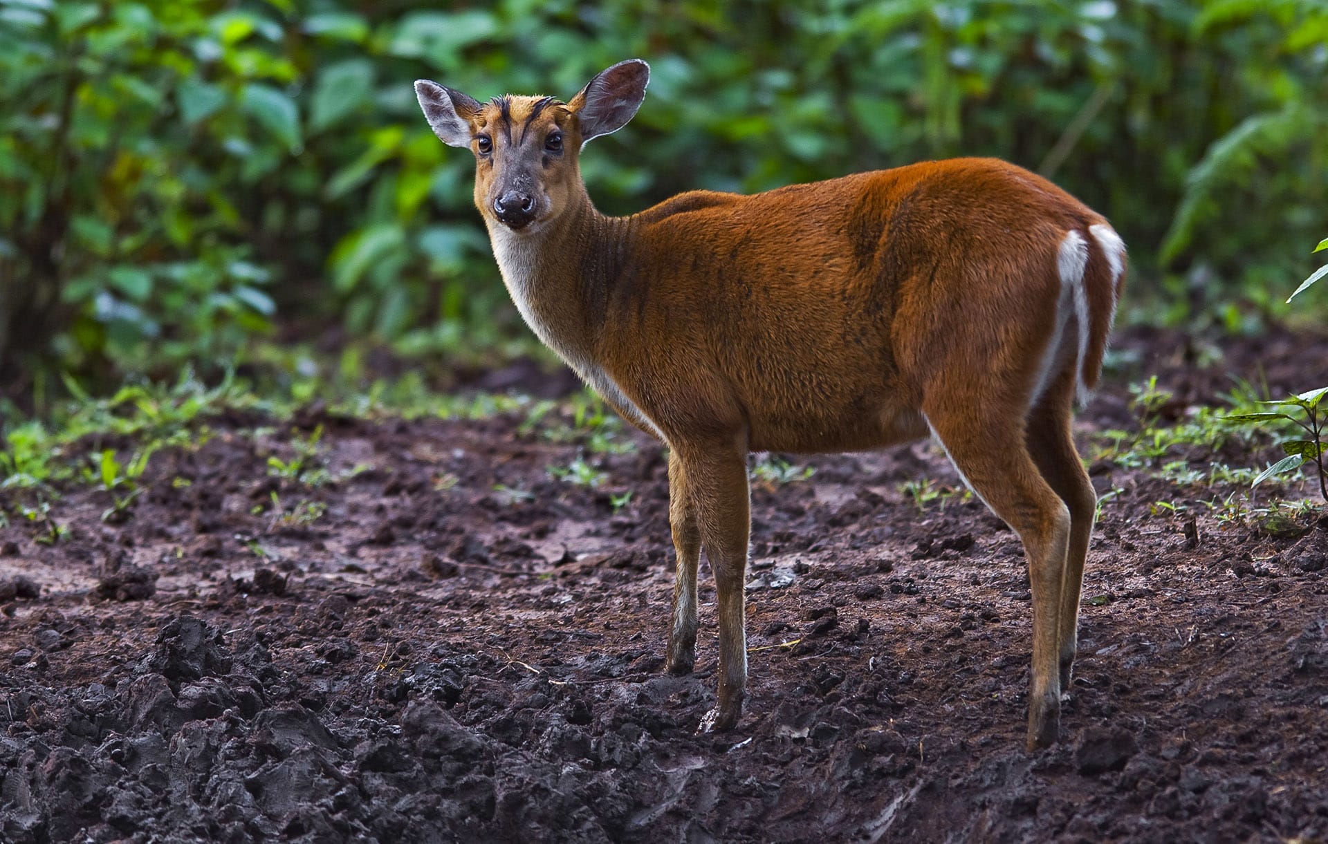 Barking deer (muntjac)