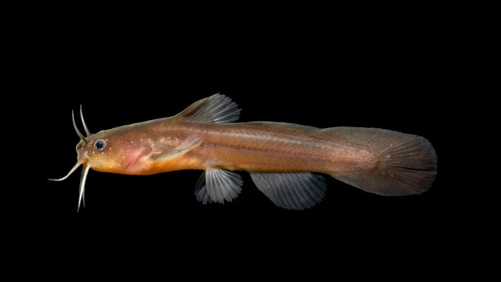 Freshwater catfish