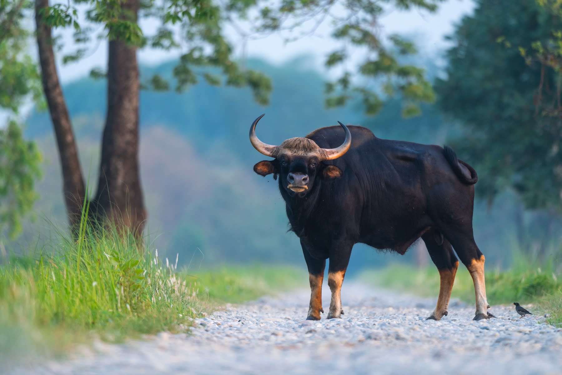 Gaur (Indian bison)