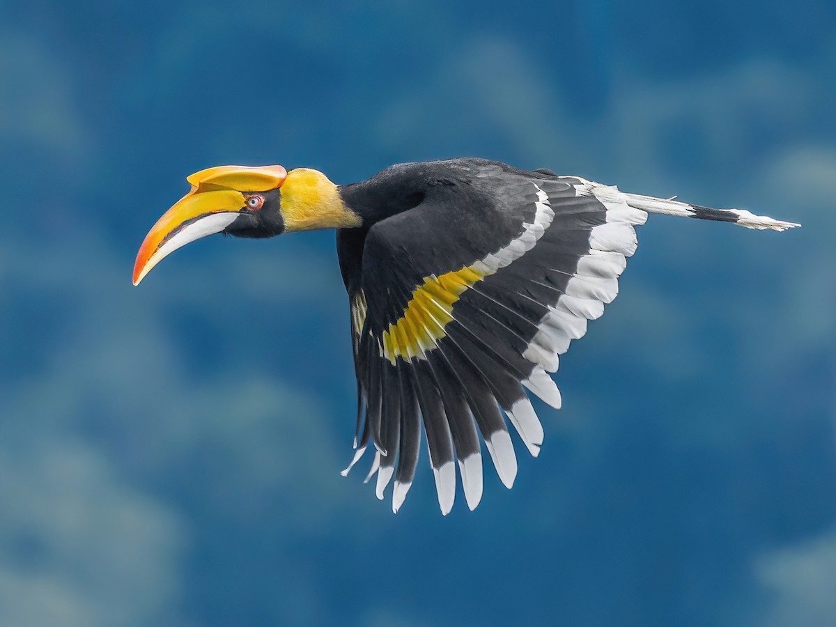 Great Indian hornbill in flight