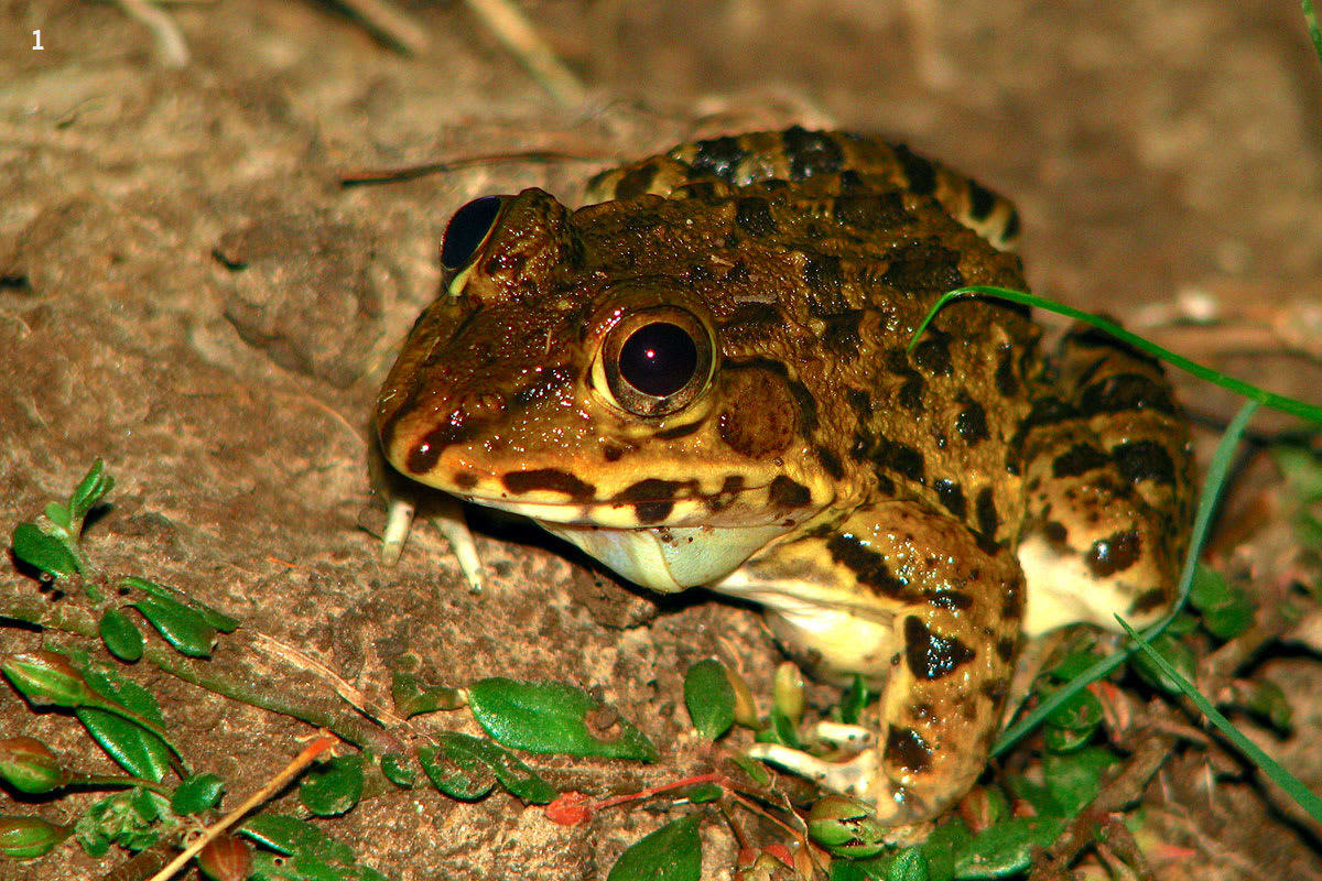 Indian bullfrog