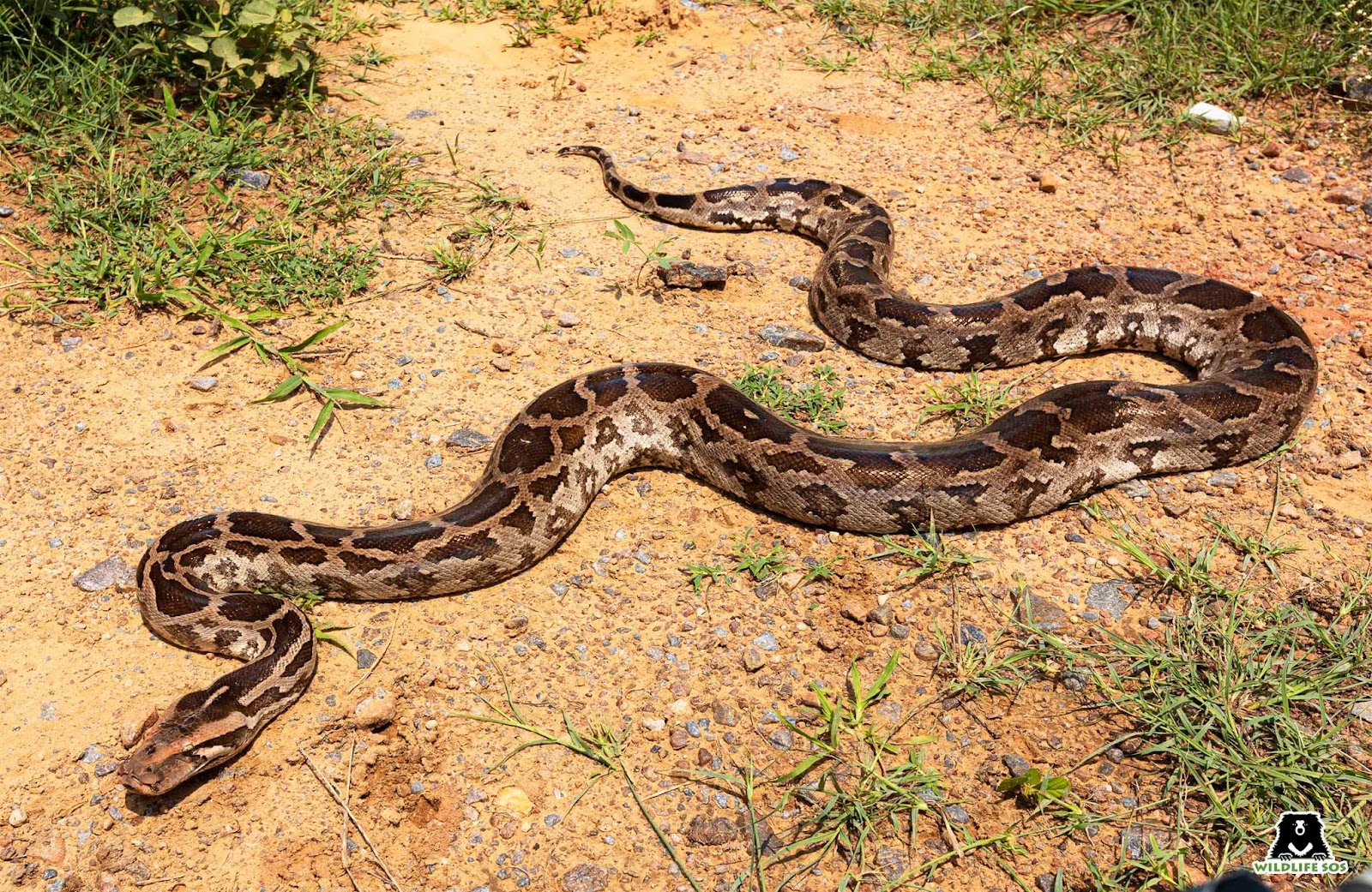 Indian rock python