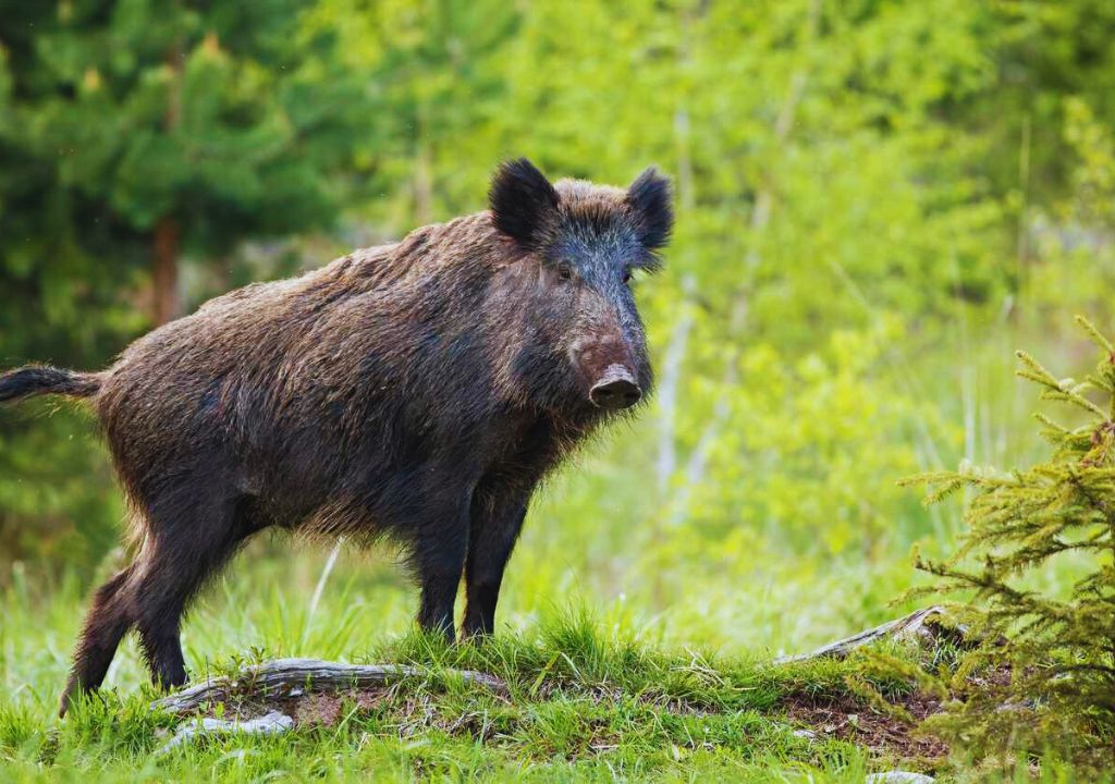 Indian wild boar