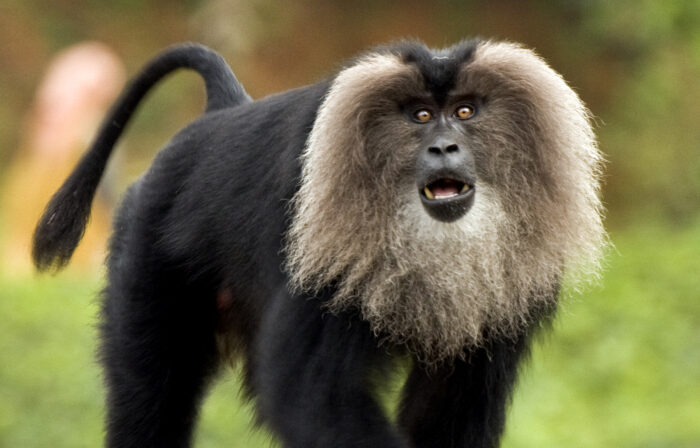 Lion-tailed macaque