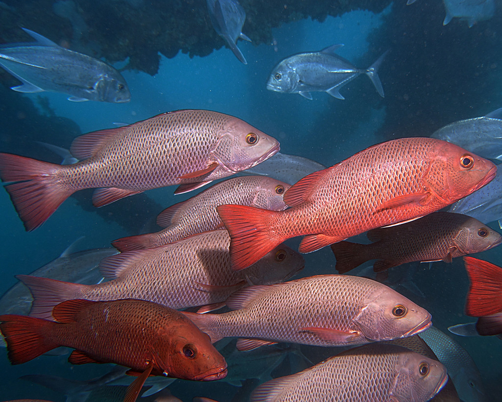 Mangrove red snapper