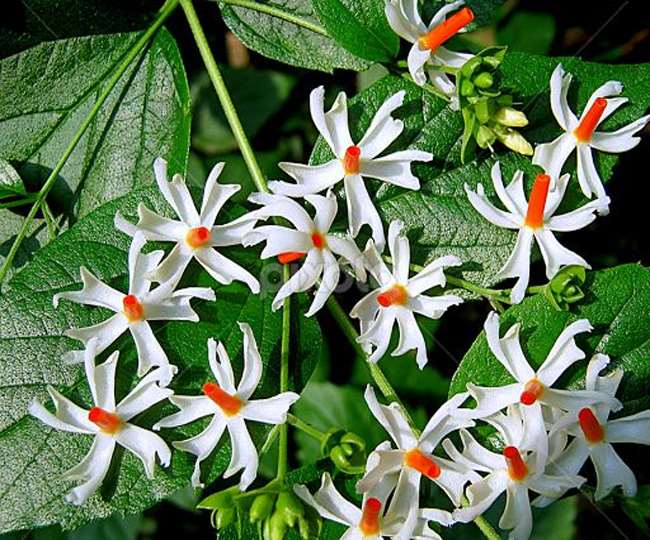 Parijata night jasmine