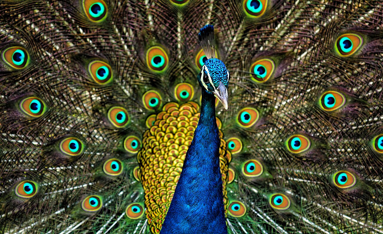 Indian peafowl in display