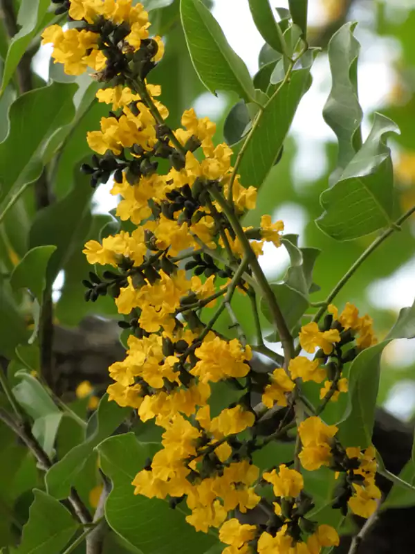 Indian kino (Pterocarpus marsupium)