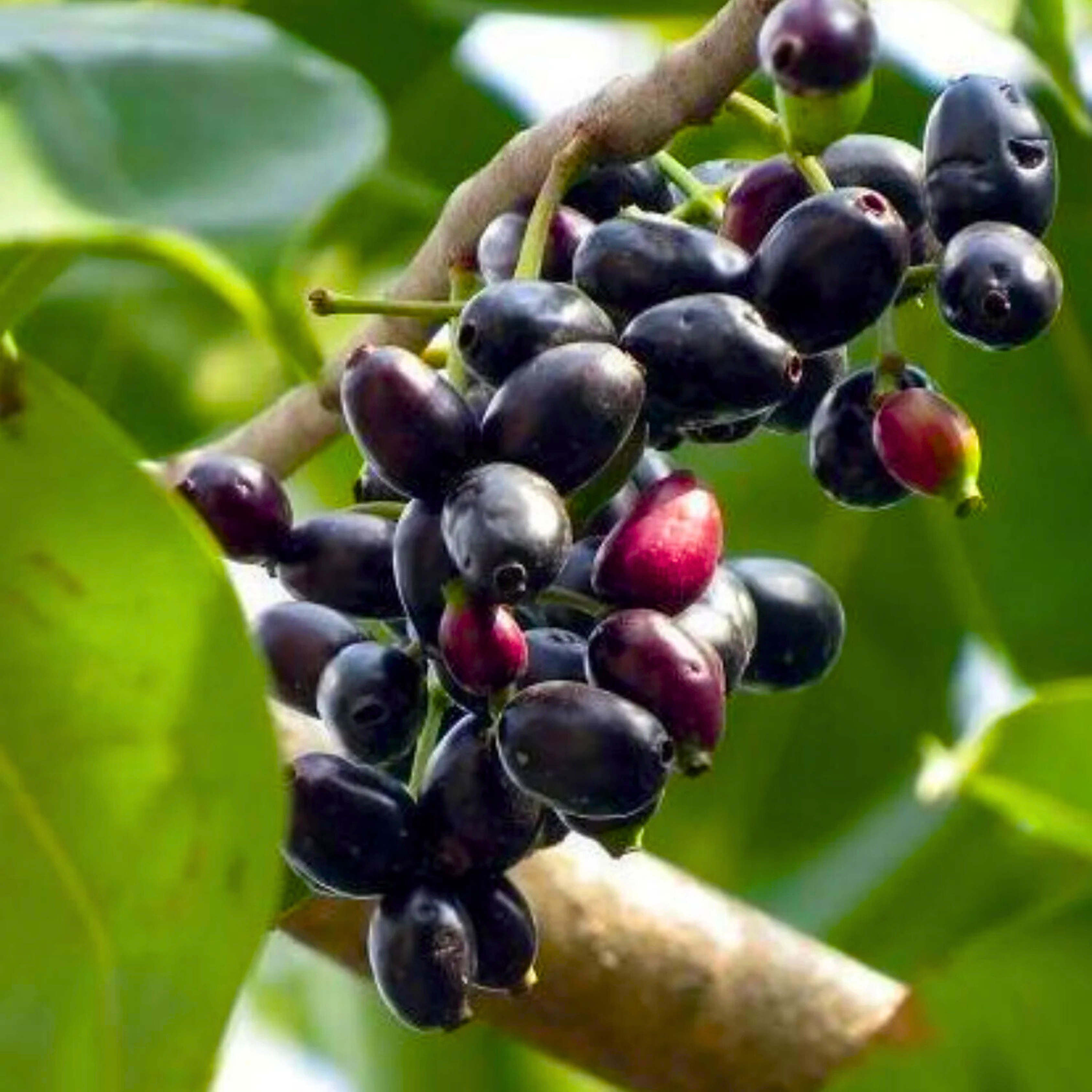 Jamun / nerale fruit
