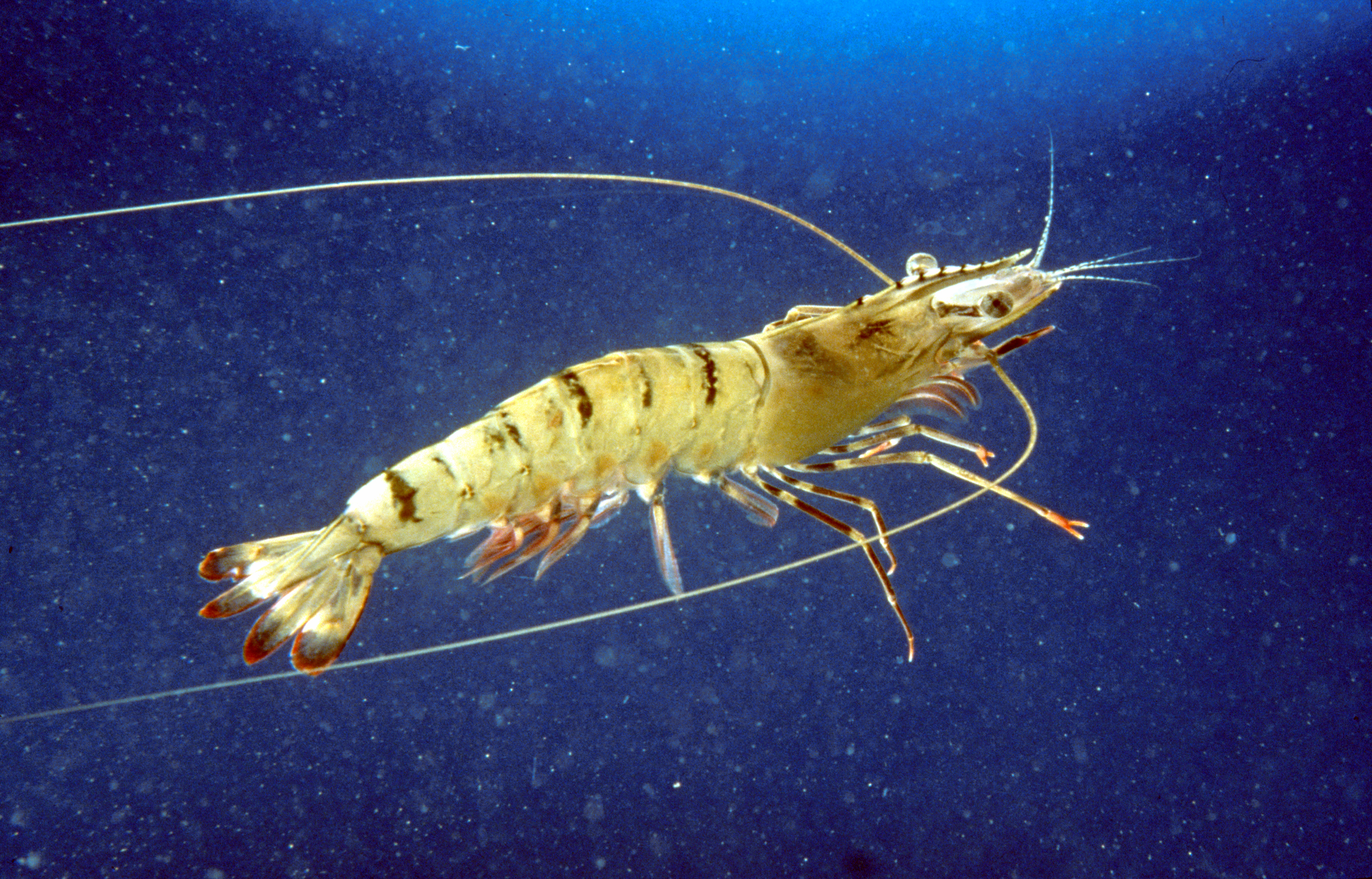 Tiger prawn