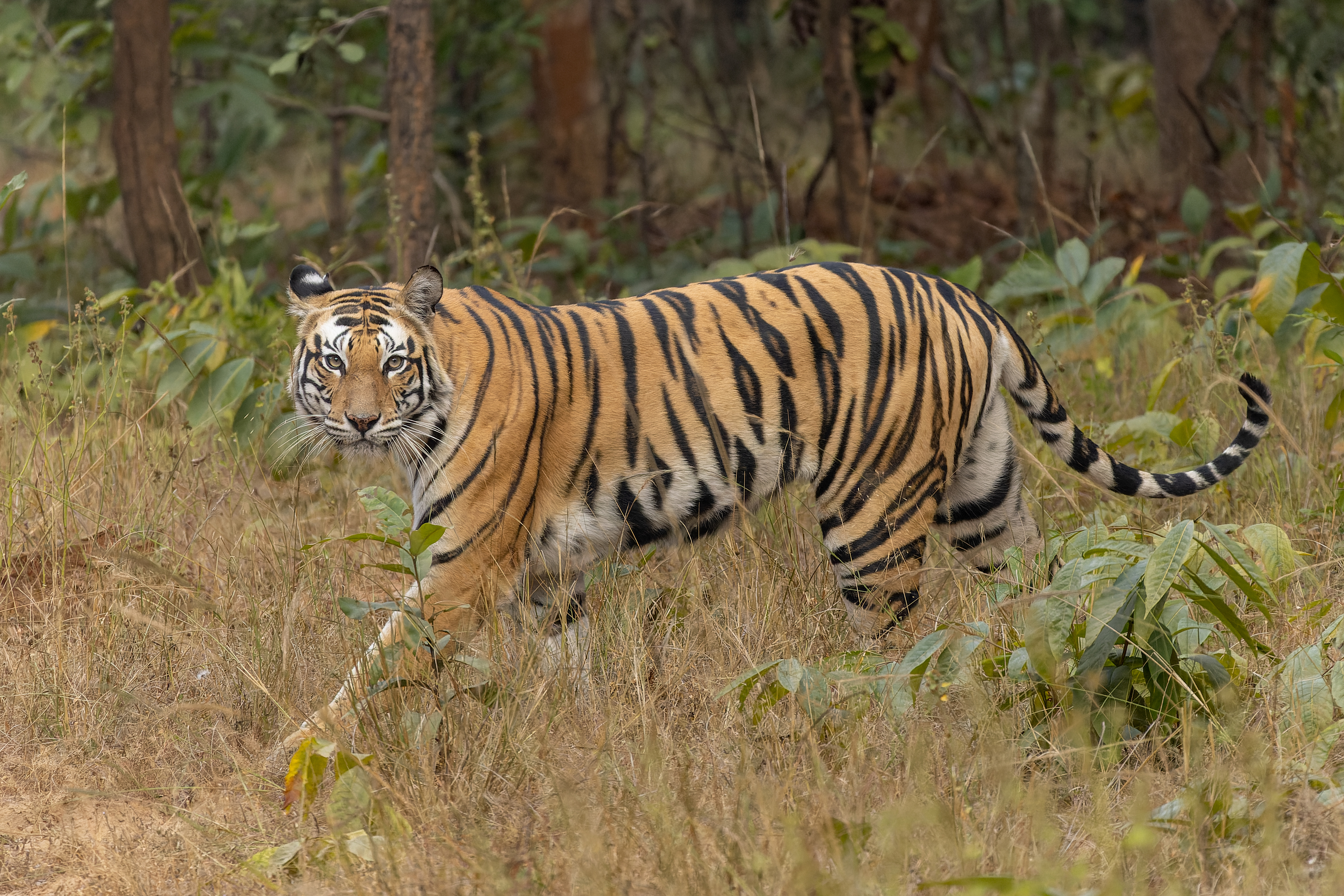 Tiger in the Western Ghats