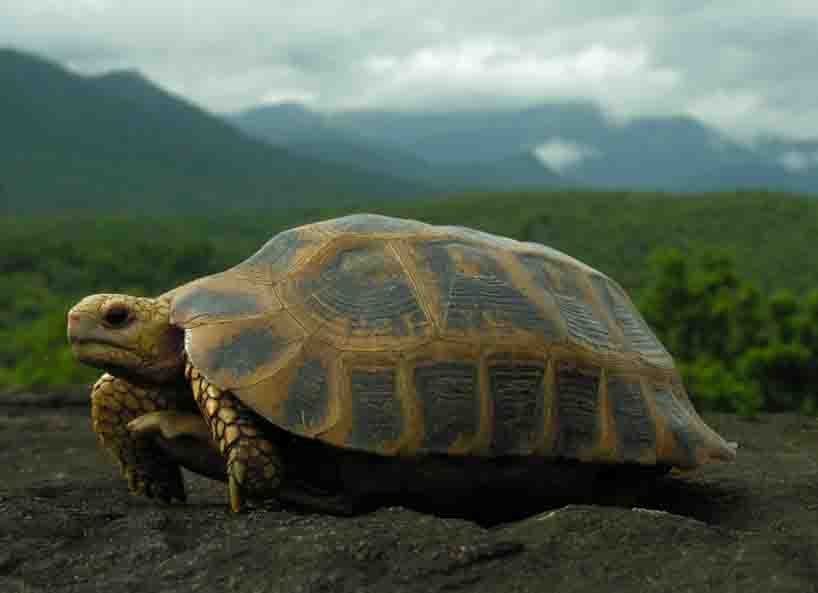 Travancore tortoise