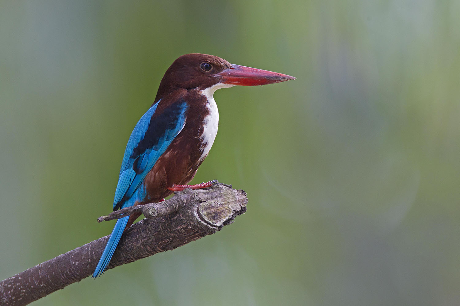 White-throated kingfisher